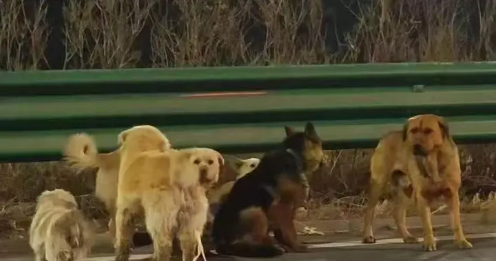 请全国网友放心！七只从狗肉贩子手里逃亡的小狗已经回家了