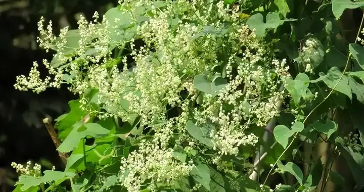 治疗糖尿病基础方：玉女煎、玉泉丸和斛乌合剂区别