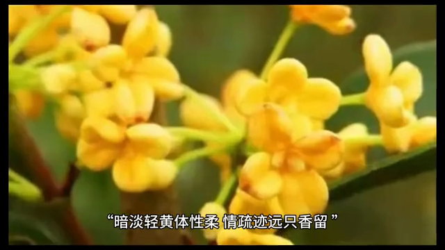 桂花飘香，花香满溢。