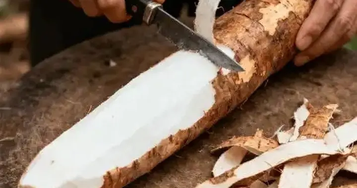有毒且致命，但却被约8亿人当＂主食＂端上餐桌，我们也大量种植
