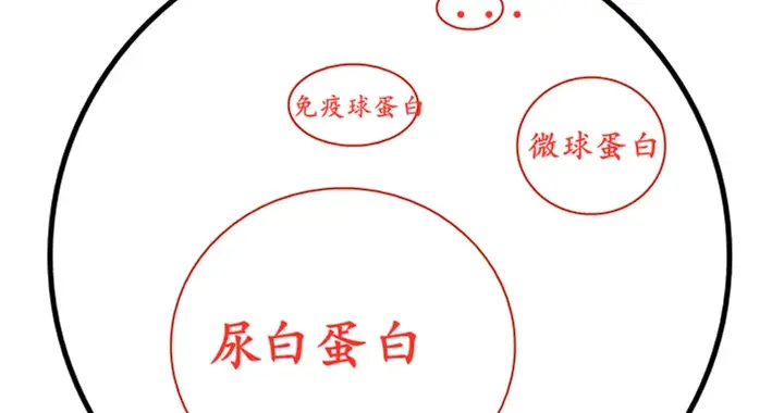 尿微量白蛋白和尿蛋白是什么关系？