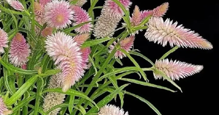 青葙人称“野鸡冠花”，田间常见杂草，植草药材中的“决明子”