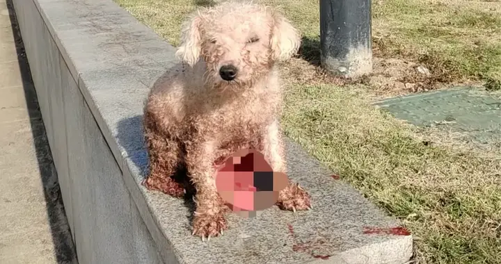 繁殖狗肠子裸露被丢弃后续：原因曝光，犬舍被扒，老板不停删评论