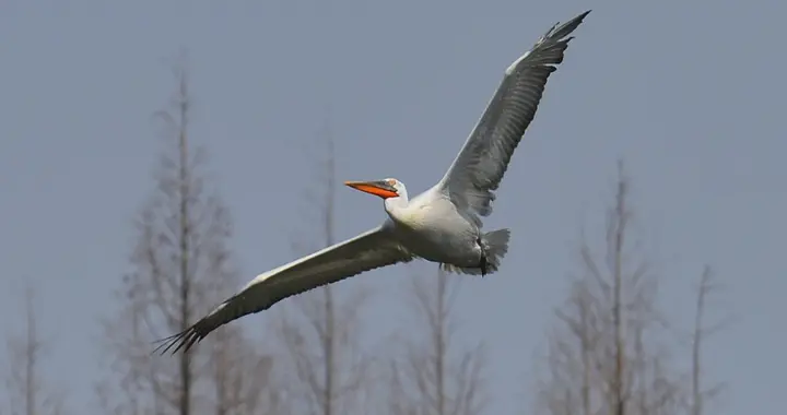 雁过留声，言行有迹：劝毕节彭某某主动向组织说明情况