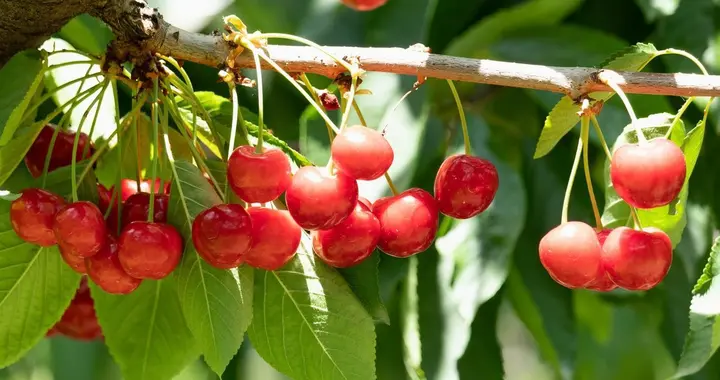 樱桃花期冻害调查分析与科学防御技术体系构建