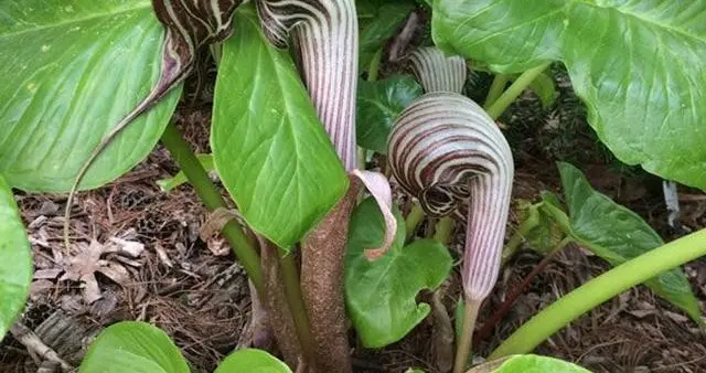 谁能想到？法国人从湖北挖走的“毒草”，如今竟成欧洲园艺顶流？