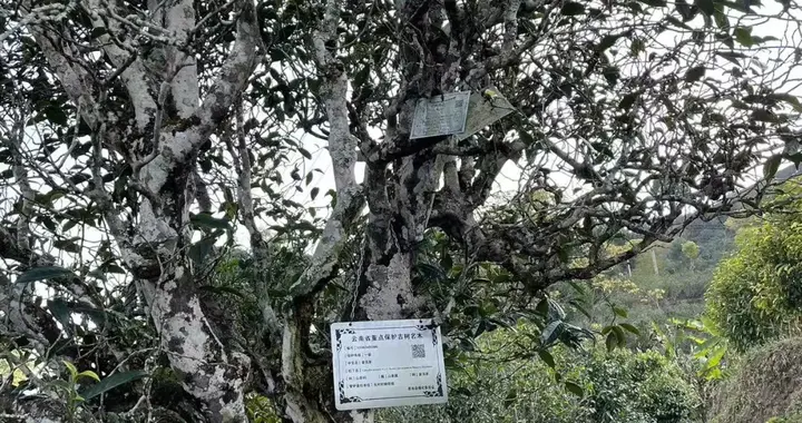 安吉白茶是绿茶，那秧塔大白茶是白茶吗？