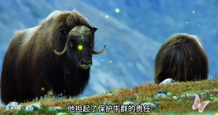 公麝牛在发情期的时候，战斗力爆表，但最终还是败给了首领...