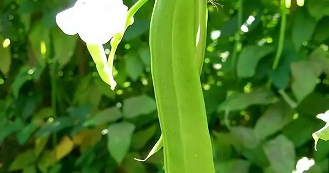 每株都含有剧毒，农村30年前却常用来做腌菜，为何现在消失不见？