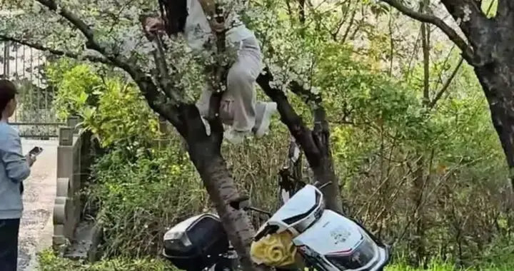 20年樱花树被压塌，打卡的美照抵不过丢了的素质