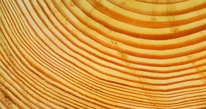 肺系疾病证型和常用方剂表格（新世纪5版中医内科学）