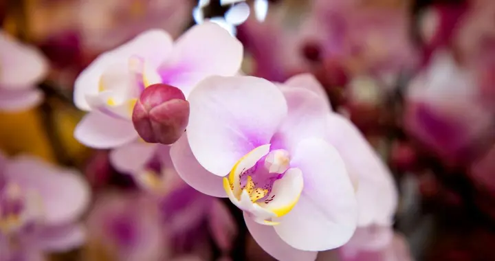 别扔！蝴蝶兰叶片萎蔫，不是死了是“冷到了”，这样养15天复活