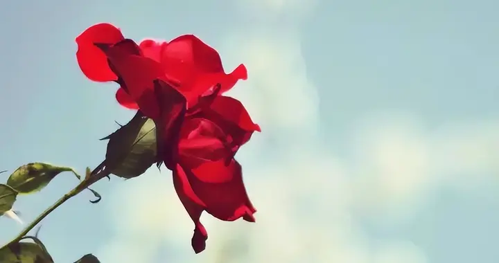 执着又倔强，这三个星座的人生，总会承受太多委屈，但也更加耀眼