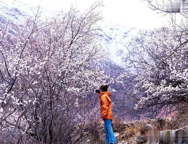 察雅的【春讯】