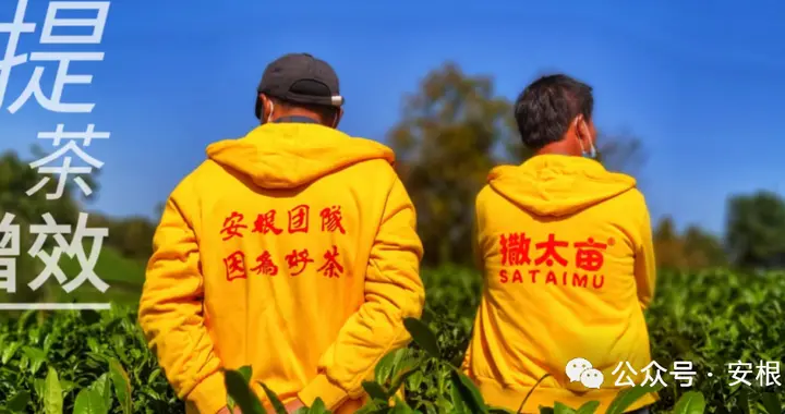 山区茶产业发展机制的进化之道