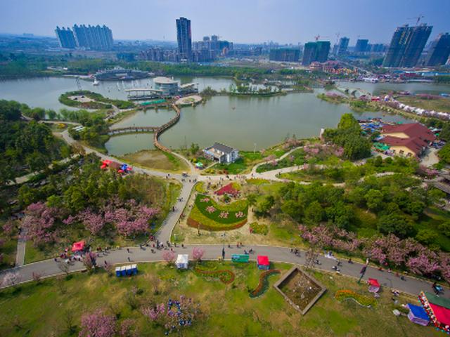 奔赴春天的约会，成都1.6万株樱花进入盛花期，地铁直达免门票
