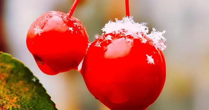 散文诗‖冬日暖阳