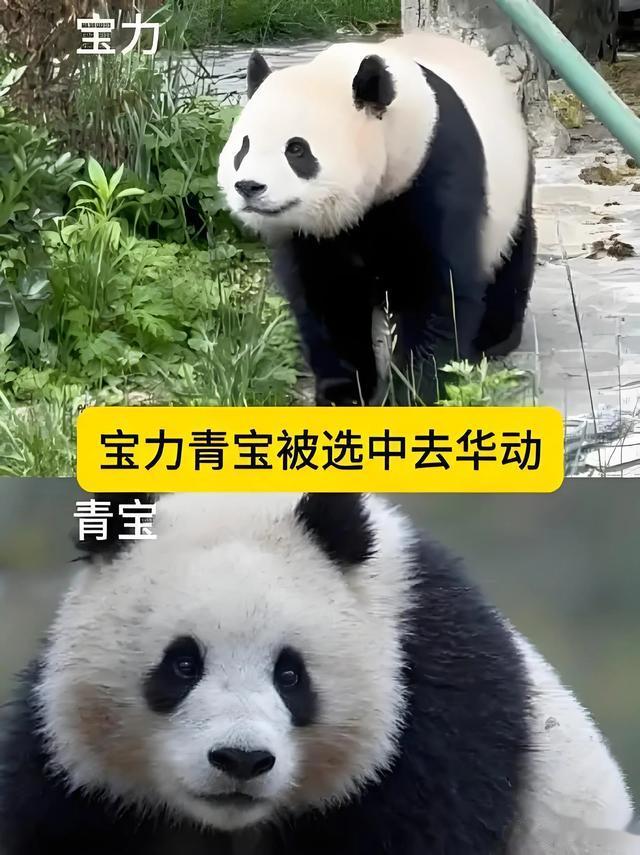 中美携手开启新一轮大熊猫国际保护研究合作：宝力与青宝即将赴美