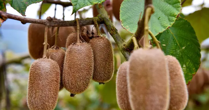 10月份猕猴桃栽培技术要点