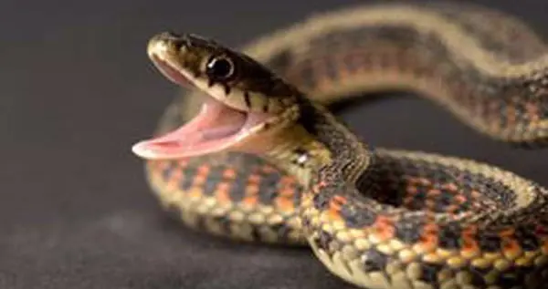 生肖运势-巳蛇（11月7日）