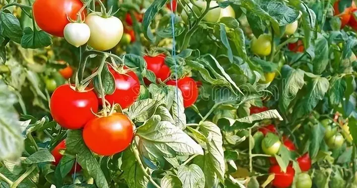 种番茄多年才懂：这三片叶子越早剪，挂果越多病害少，挂果压弯架