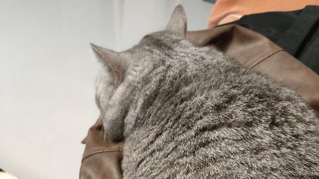 今夜一剑封侯：我刚才从猫身上刮下的毛，可
