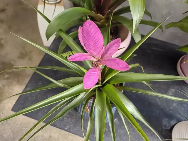 紫花凤梨：小巧玲珑，花穗别致，观赏价值高