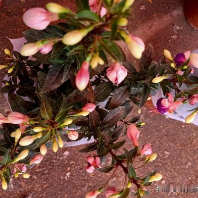 优美漂流瓶阳阳