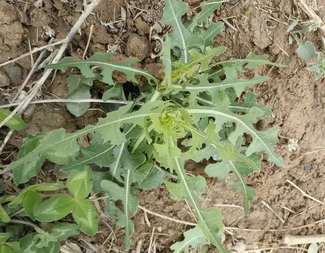 野莴苣：外形像翅果菊，它是一种有毒草本