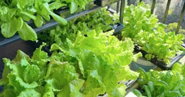 北京一姑娘,因"生菜吃成老桩"火了,网友:种一次吃三年,值啊