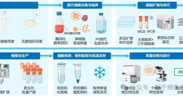 沙利文《2026全球干细胞行业发展蓝皮书》之欧美中日政策对比分析