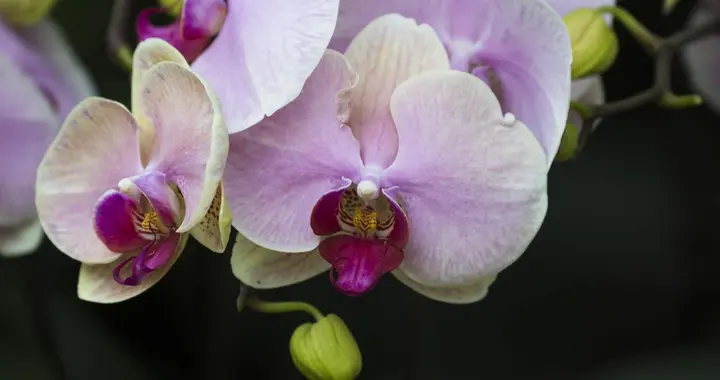 养蝴蝶兰不开花？2种肥精准促花，一看就会