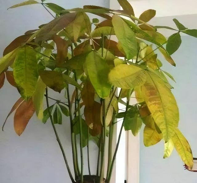 新买的发财树，山西花友到家没几天就黄叶掉叶？只因做错了这几点
