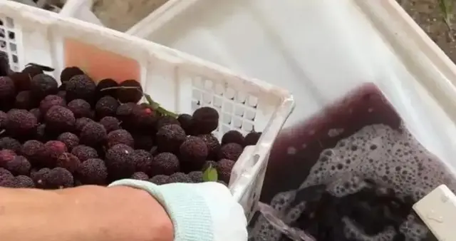 严查泡药杨梅守牢舌尖防线 筑牢食品安全民生根基