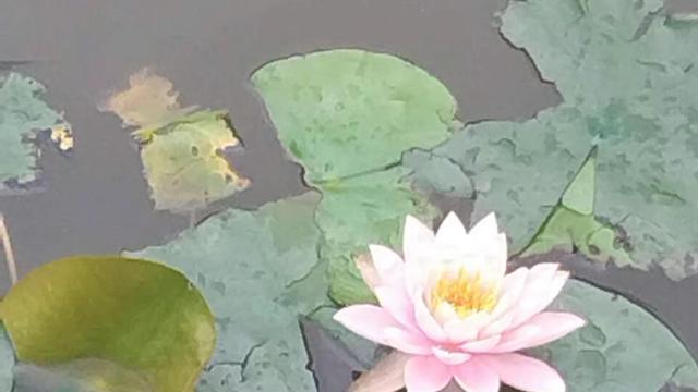 天吏的翅膀：...