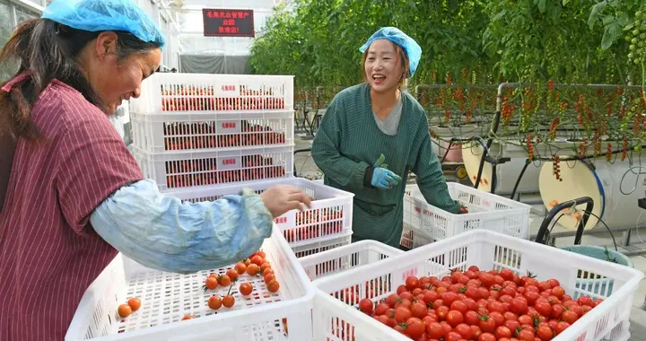 番茄筋腐果的症状和预防措施