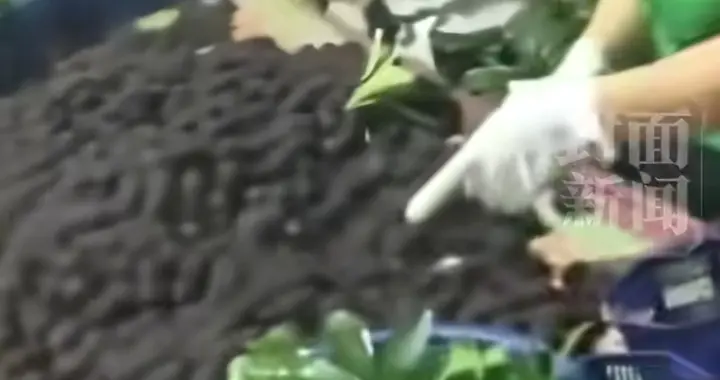 杨梅泡药事件，农户“绝活路”，消费者难认账，路在何方？