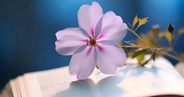 女人真正放不下一个男人，往往会有以下3大表现，是装不出来的