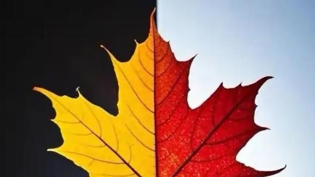 琢石：父母在，家就在。没有父母的日子，老