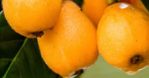 枇杷大量上市！多次提醒：患这5种疾病的人小心食用，千万别小瞧