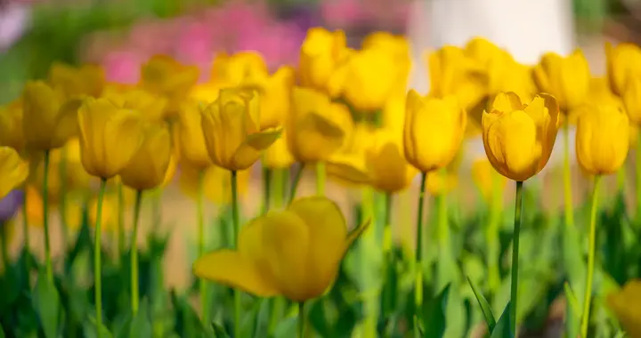 个性化疫苗剑指乳腺癌! Nature重磅: 近8成三阴乳腺癌患者6年无复发