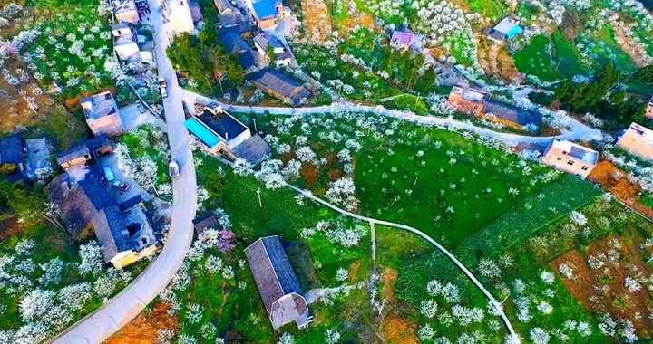 巫山30万亩李花胜雪！赴三峡春日之约，附保姆级攻略