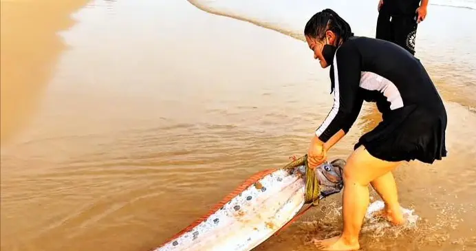 海南现3米长皇带鱼搁浅，游客自发拖拽救助，能否让它重返大海？