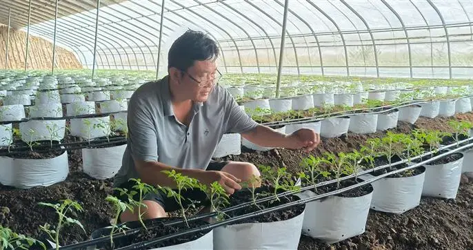 农技“技术控”上，帮助农民在黄河边上种香蕉