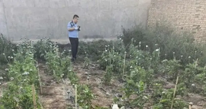 当场铲除! 内蒙古一居民在自家院子种216棵"毒草", 警察直接找上门