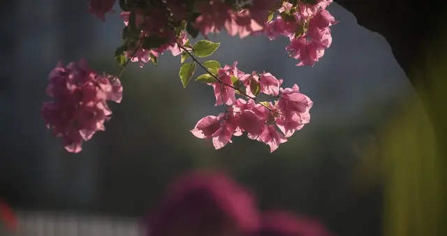 把你安放在心间，陪我花落花开