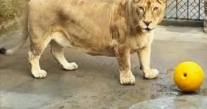 徐州一动物园非洲狮“柯基”因腿短走红，为何出生便被母狮弃养？