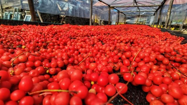 一颗小果子竟能补五脏？揭秘千年养生奇果五味子的神奇功效