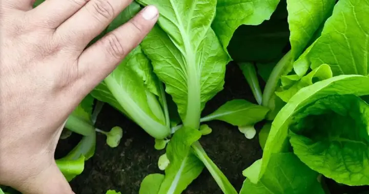 出苗不久的快菜苗，太阳一晒就蔫，以为染病，原来竟是这两个原因