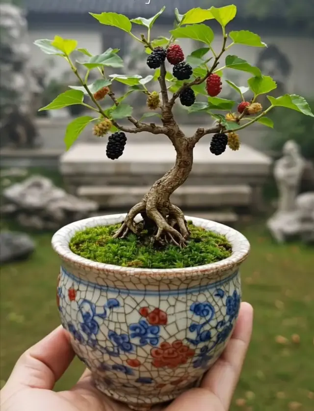 掌中世界